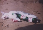 chat