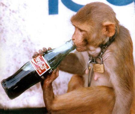 singe + coca cola